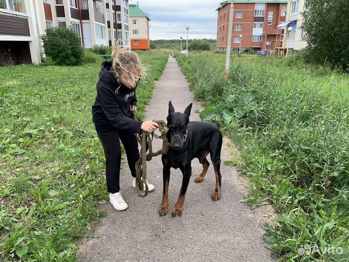 Кинолог Дрессировка Передержка животных