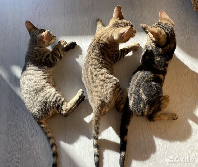 Бенгальская