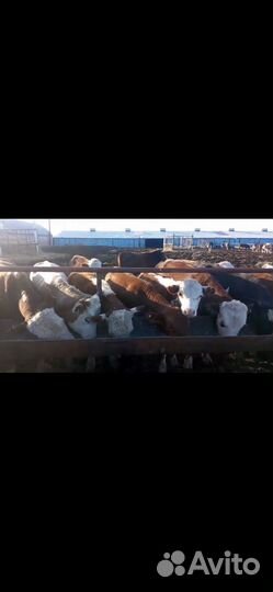 Продам бычков и тёлочек