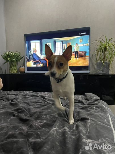 Американский той фокс терьер для вязки