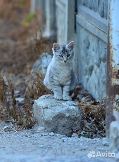 Котёнок