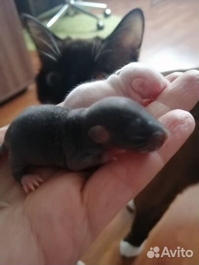 Отдам в добрые руки