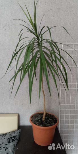 Пальма драцена