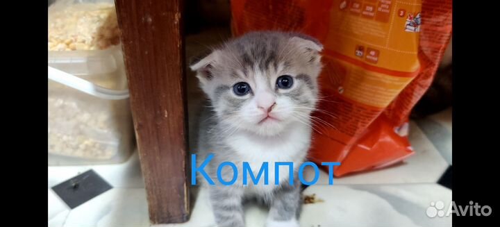 Котята в дар