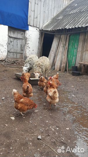 Овцы бараны ягнята помесь дорпера