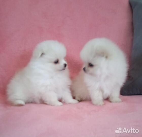 Щенки шпица