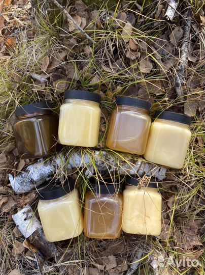 Алтайский мед с семейной пасеки