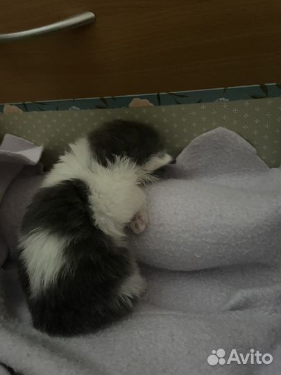Котёнок