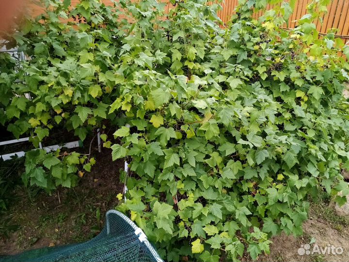 Черная смородина ягода