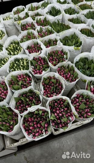 Тюльпаны оптом на 7 и 8 марта