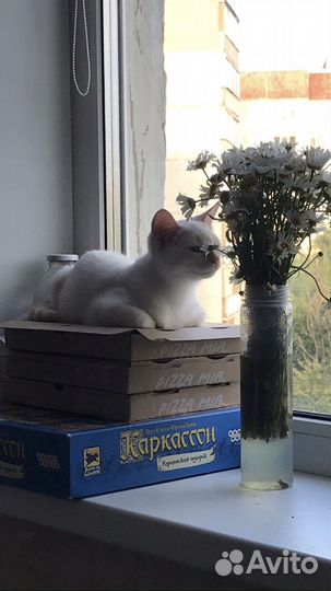 Кошка в дар