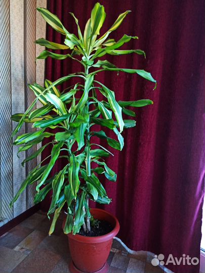 Комнатные растения цветы большие