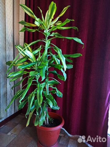 Комнатные растения цветы большие