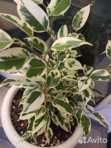 Фикусы денилайт, голден моник, де гантель