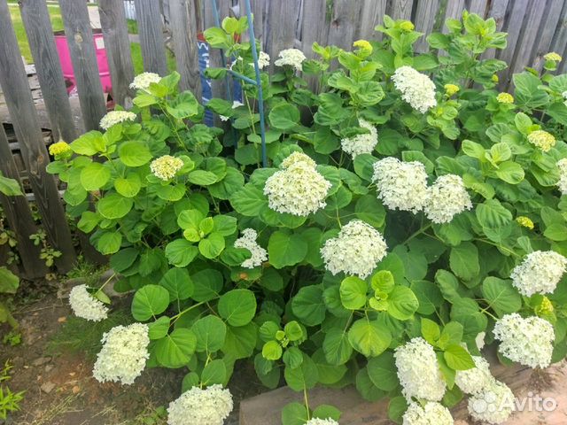 Гортензия крупнолистная саженцы