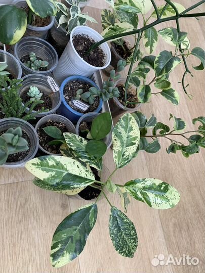 Редкие цветы