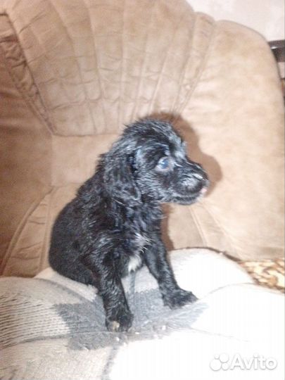 Отдам щенков