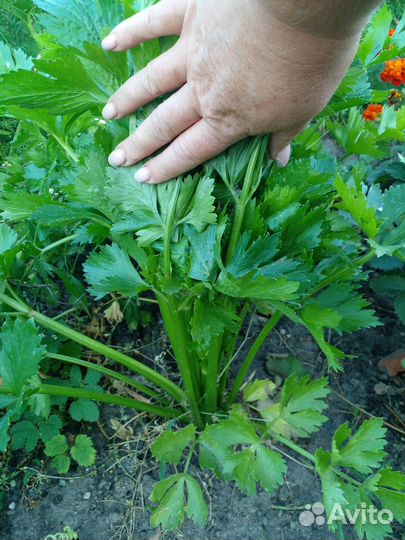 Сельдерей черешковый