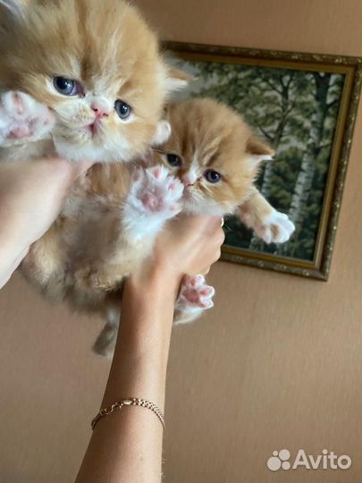 Котята экзоты