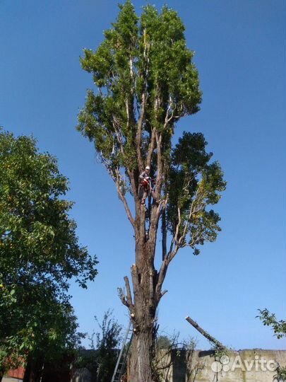 Спил деревьев