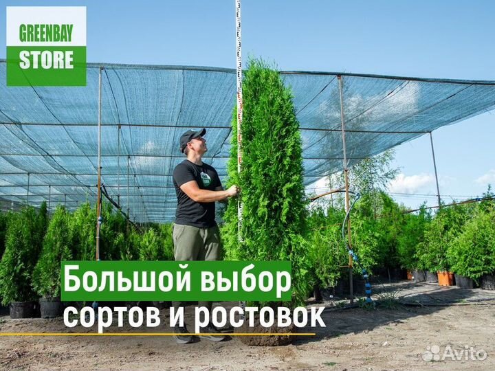 Туя колумна 1,2 м свежая копка 2023