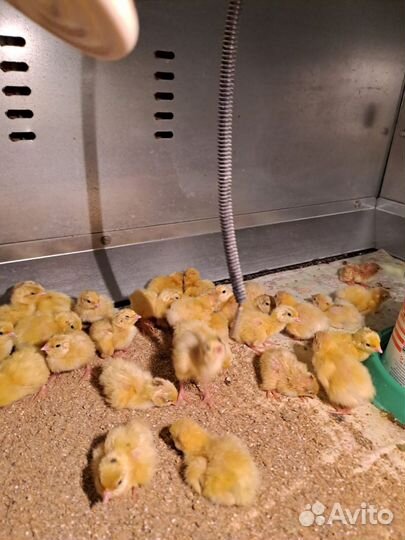 Перепелята в наличии и под заказ