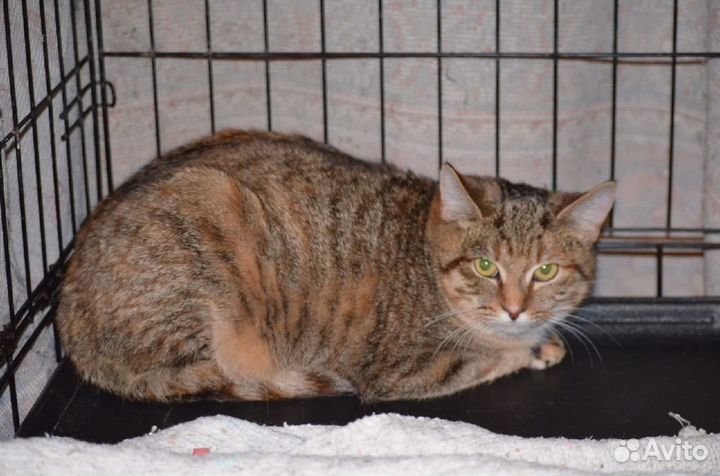 Леля ищет дом