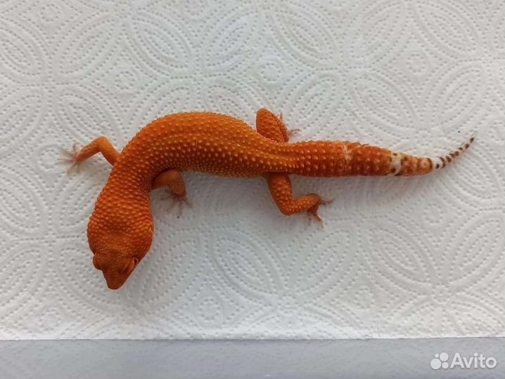 Эублефар (Blood)