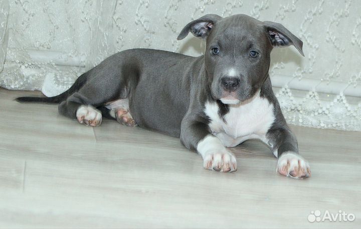 Девочка амстафф терьера