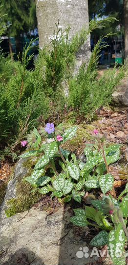 Pulmonaria