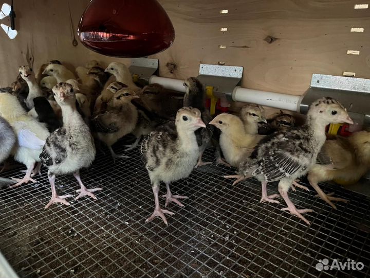 Индюшата и Цыплята