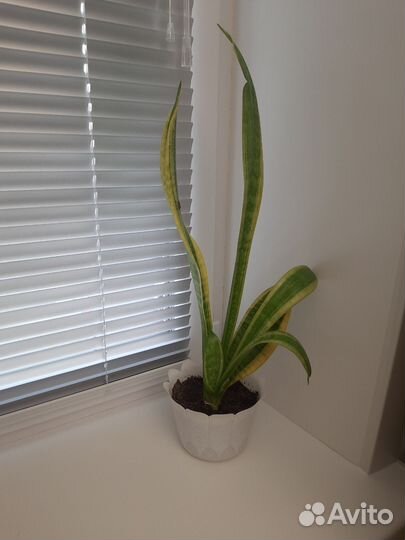 Сансевиерия