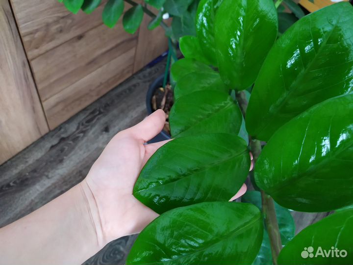 Замиокулькас