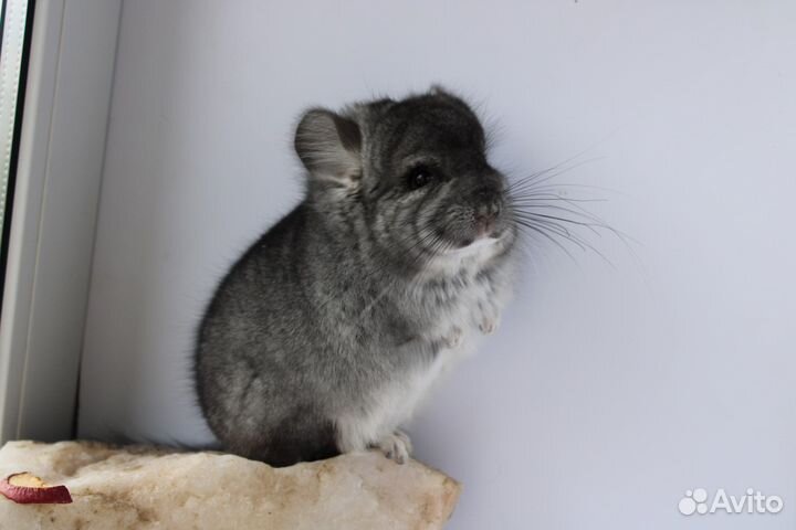 Шиншилла ангора мальчик