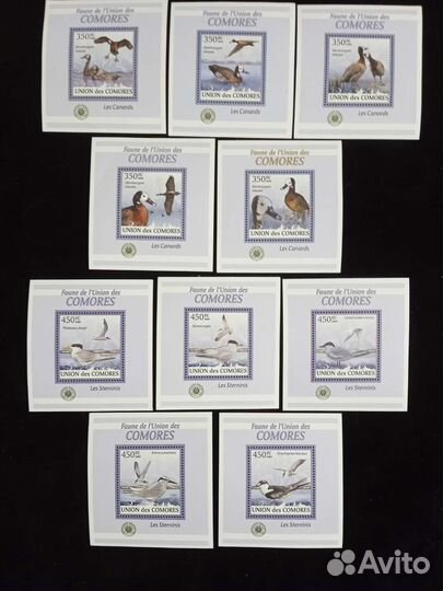 Коморы чистые блоки-птицы