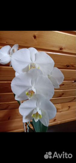 Орхидея фаленопсис