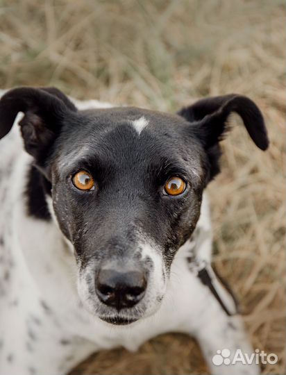 Анри ищет дом