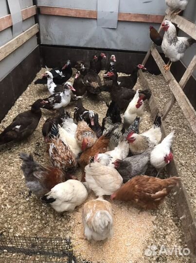 Петухи,Куры,Утки Подсадные,Голуби