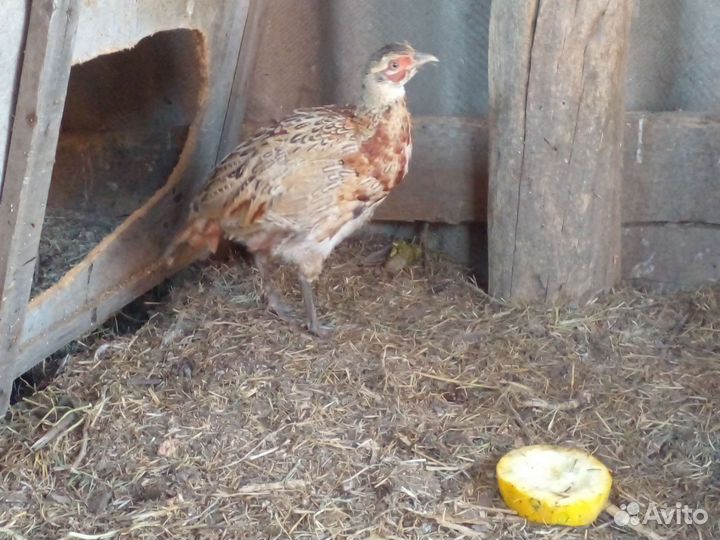 Фазан охотничий