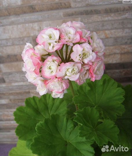 Пеларгония Apple Blossom Rosebud