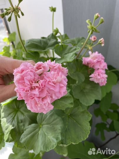 Пеларгонии сортовые