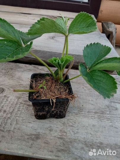 Рассада клубники земляники земклуники