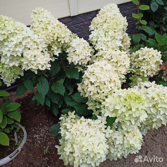 Гортензия Скайфол, Лайм лайт, жемчужина фестиваля