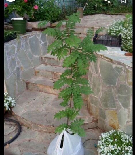 Саженецы рябины обыкновенной 4х летка