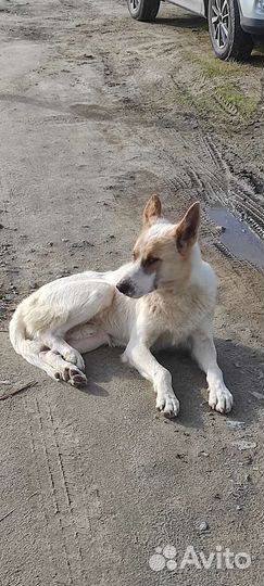 Собака для охраны