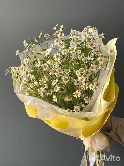 Матрикария