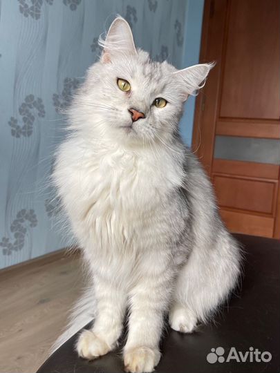 Мейн кун кошка