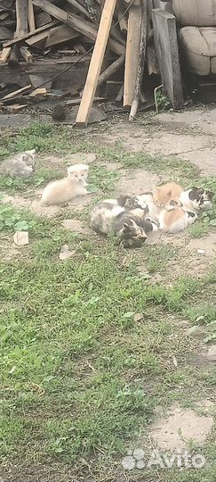 Котята в добрые руки