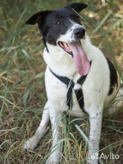 Профессиональный целовальщик Смоки