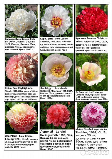 Пионы саженцы